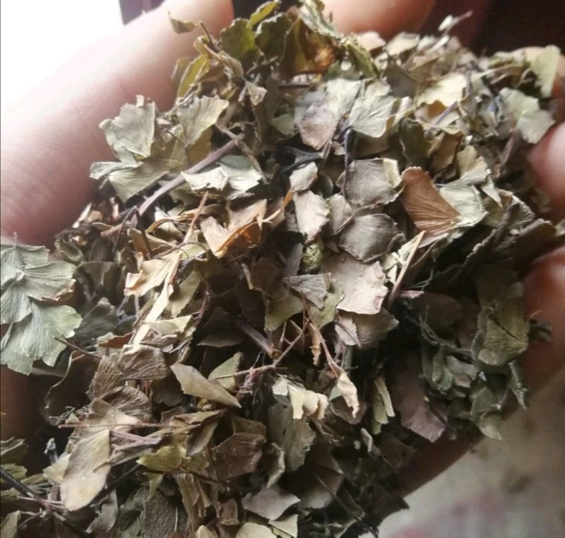猪鬃草，道地药材，质优价实，品质保证，药典标准一公斤起批