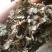 猪鬃草，道地药材，质优价实，品质保证，药典标准一公斤起批