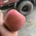 《精品红富士苹果》70-80果0.35大量供应，火爆中