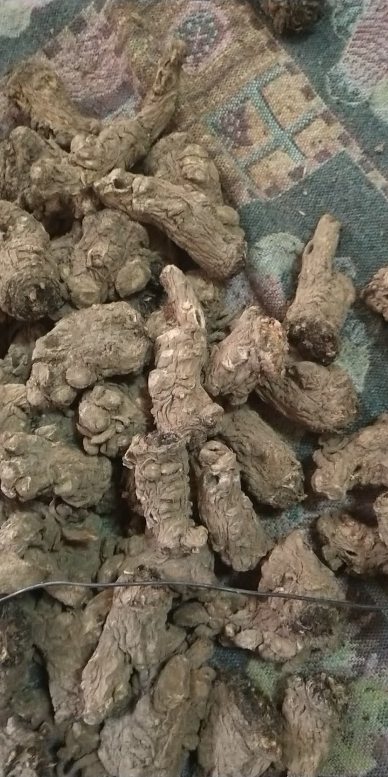 无硫岷当归头，产生于甘肃高寒山区，霜降时节采挖，