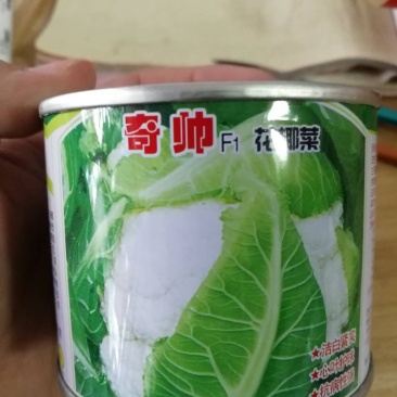 菜花种子