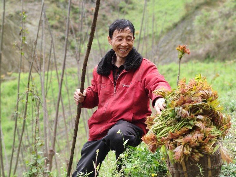 陕西安康岚山原生态鲜香椿嫩芽