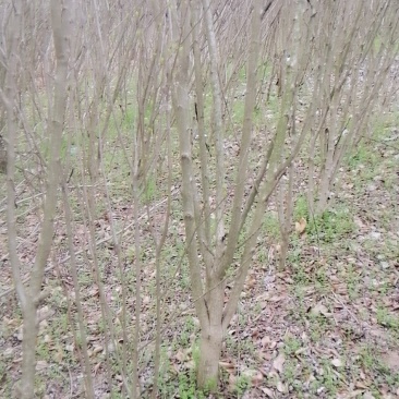 木槿