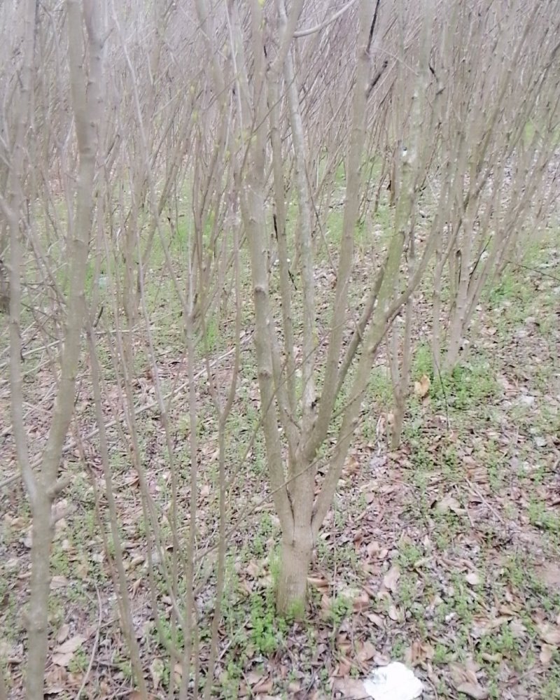 木槿
