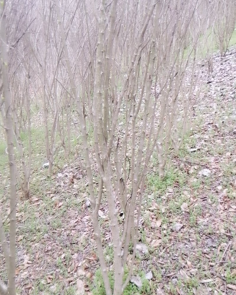 木槿
