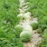 【精品】8424西瓜浙江瓜农种植千亩基地视频看货包售后