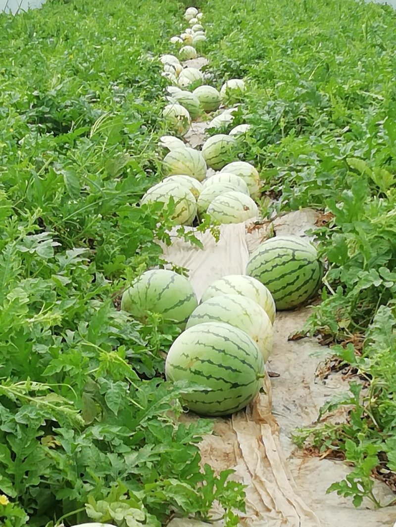 【精品】8424西瓜浙江瓜农种植千亩基地视频看货包售后
