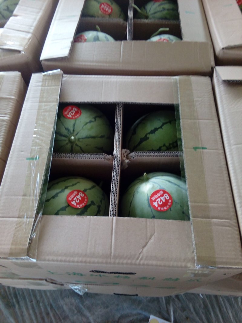 【精品】8424西瓜浙江瓜农种植千亩基地视频看货包售后