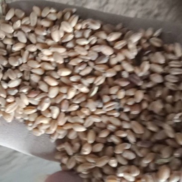 烧仓麦