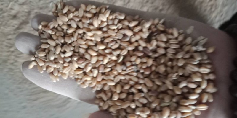 烧仓麦