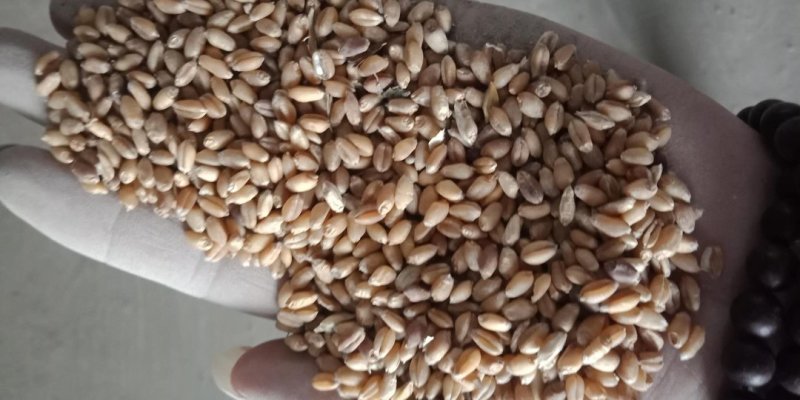 烧仓麦