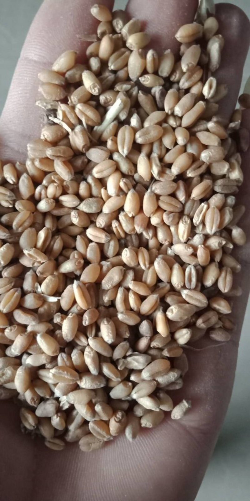 烧仓麦