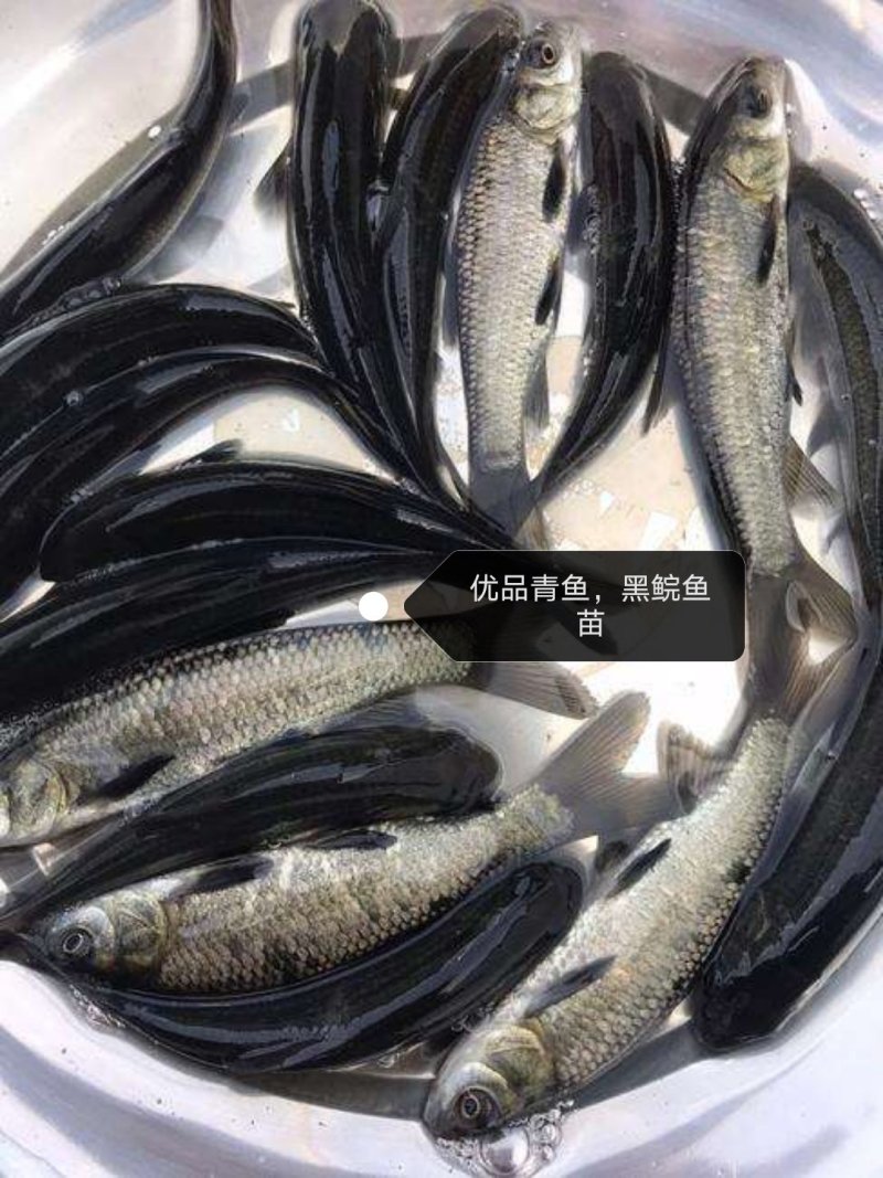 黑鲩鱼苗，青鱼苗，产地直批，百万现货，支持全国发货