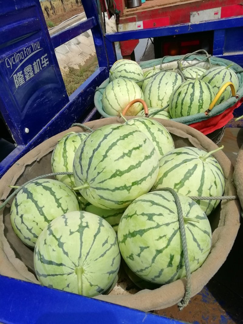 【精品】8424西瓜浙江瓜农种植千亩基地视频看货包售后