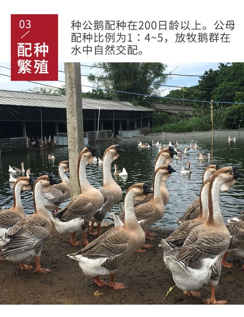 全网纯种狮头鹅种蛋买10送2白狮头种蛋出壳率高