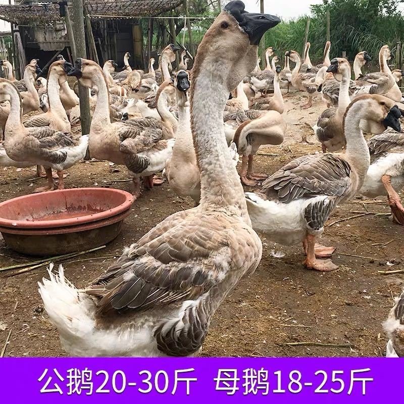 全网纯种狮头鹅种蛋买10送2白狮头种蛋出壳率高