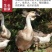 全网纯种狮头鹅种蛋买10送2白狮头种蛋出壳率高