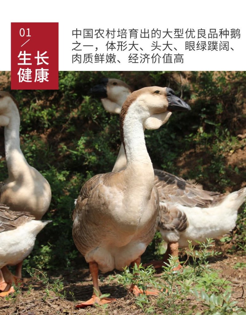 全网纯种狮头鹅种蛋买10送2白狮头种蛋出壳率高