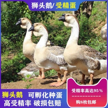全网纯种狮头鹅种蛋买10送2白狮头种蛋出壳率高