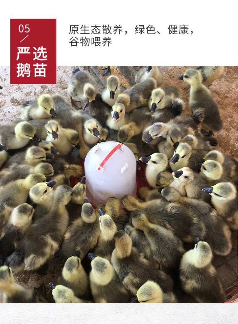 全网纯种狮头鹅种蛋买10送2白狮头种蛋出壳率高
