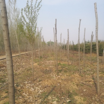 6-7-8-9-10公分香花槐大量出售欢迎实地考察