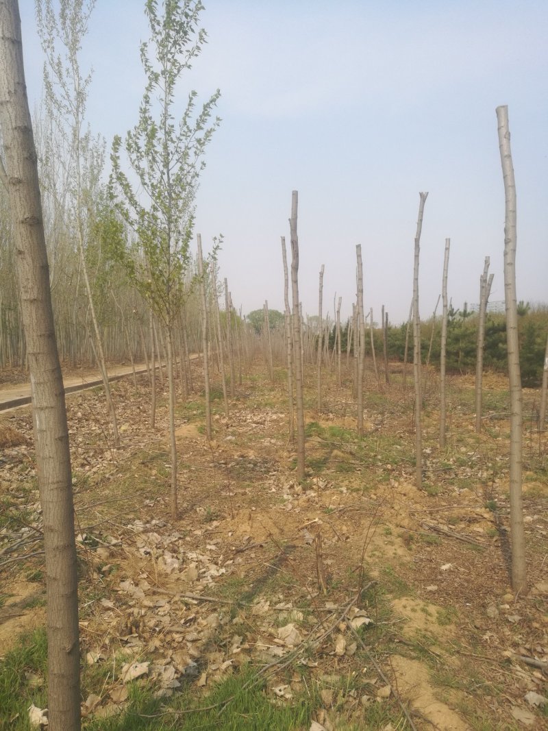 6-7-8-9-10公分香花槐大量出售欢迎实地考察