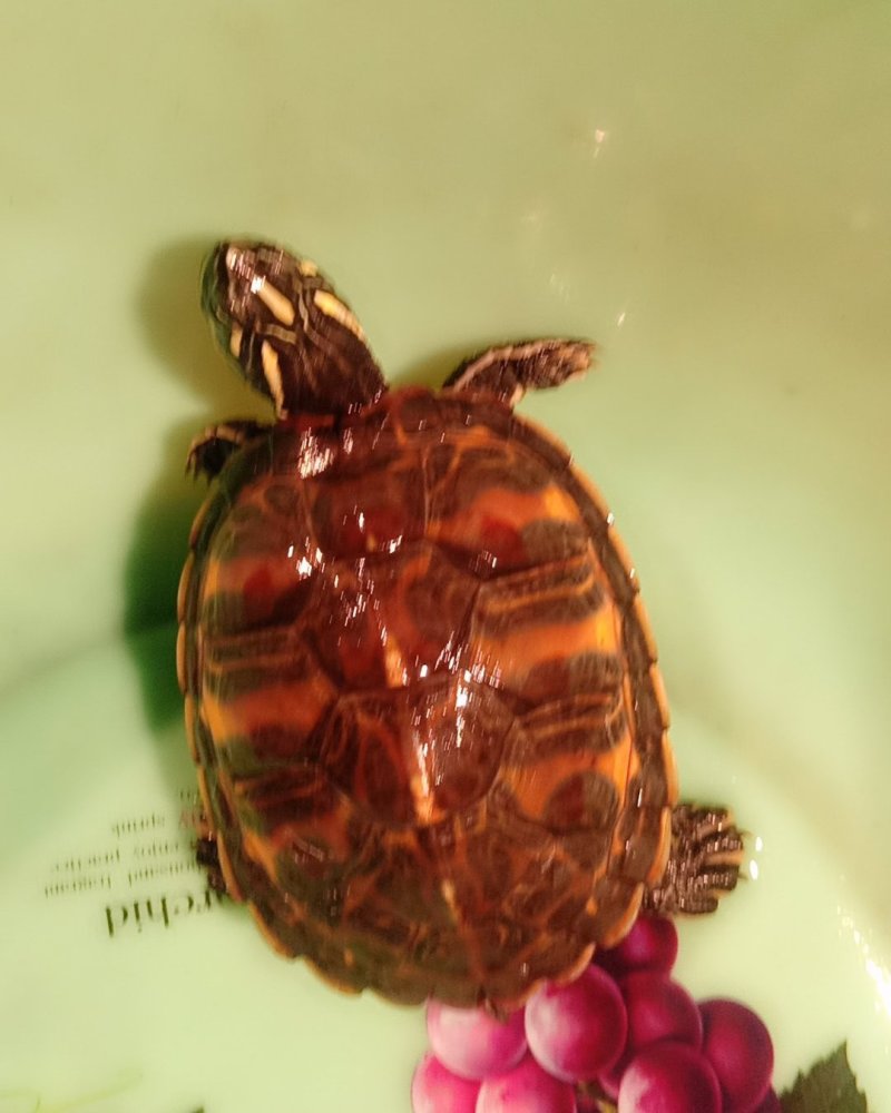 精品火焰