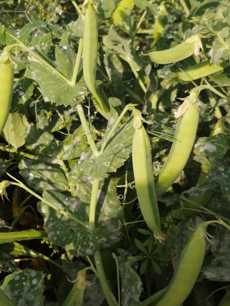 金堂豌豆荚饱满颗粒大