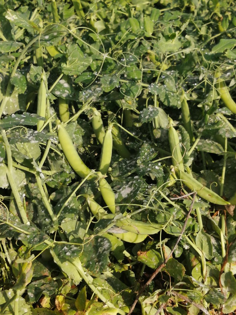 金堂豌豆荚饱满颗粒大