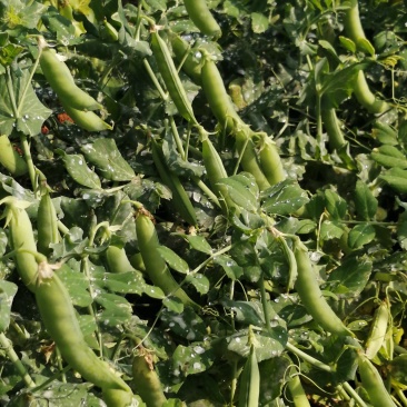 金堂豌豆荚饱满颗粒大
