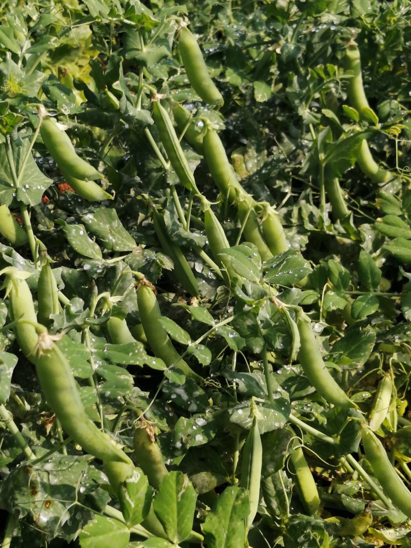 金堂豌豆荚饱满颗粒大
