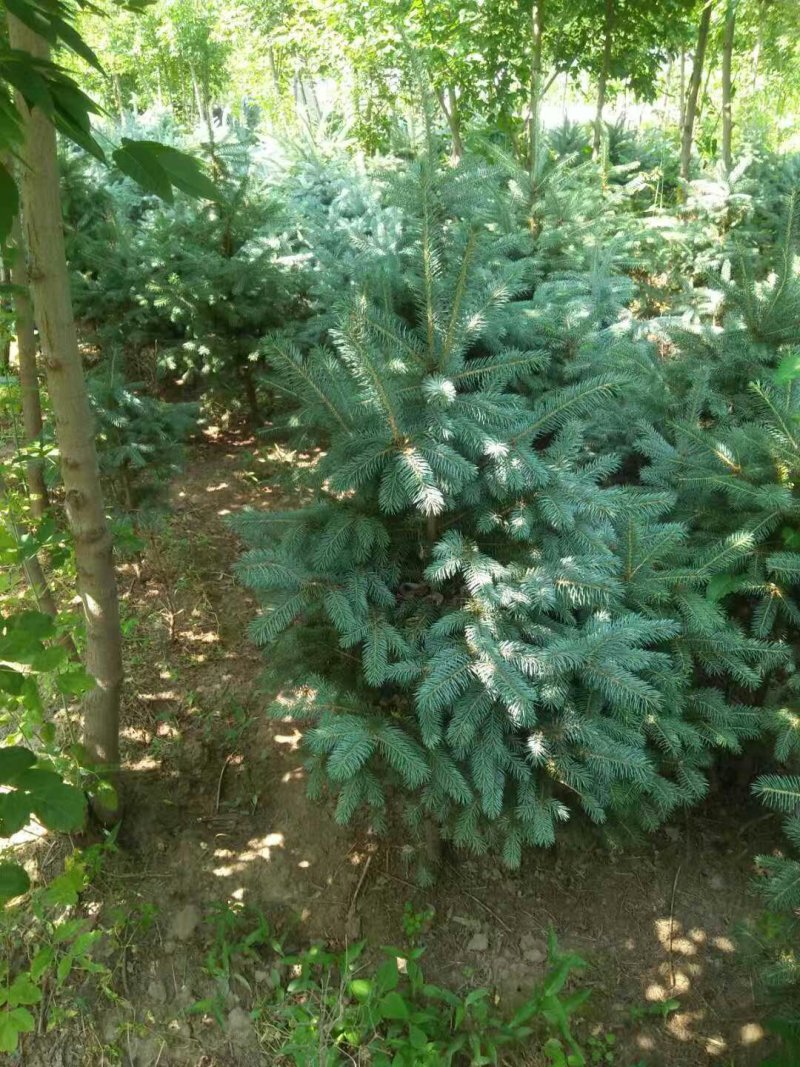 虎皮兰混搭：美国蓝杉