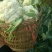 散花，精品散花，净菜！！！！！！！！！！！！