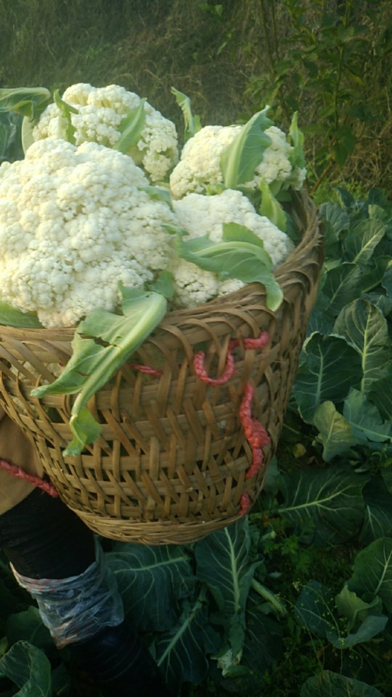 散花，精品散花，净菜！！！！！！！！！！！！