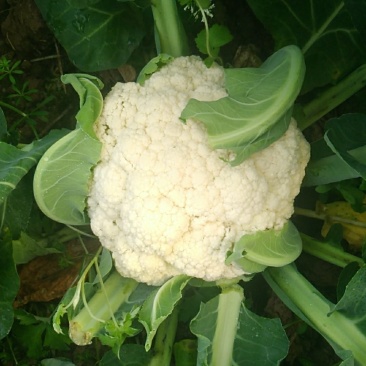 散花，精品散花，净菜！！！！！！！！！！！！