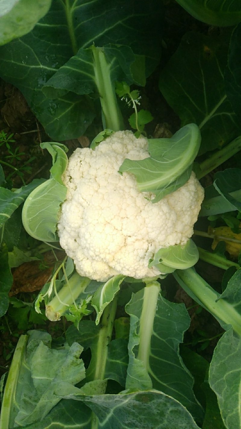散花，精品散花，净菜！！！！！！！！！！！！