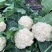 散花，精品散花，净菜！！！！！！！！！！！！