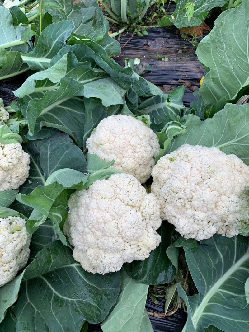 散花，精品散花，净菜！！！！！！！！！！！！