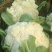 散花，精品散花，净菜！！！！！！！！！！！！