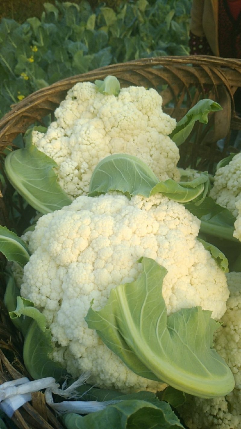 散花，精品散花，净菜！！！！！！！！！！！！