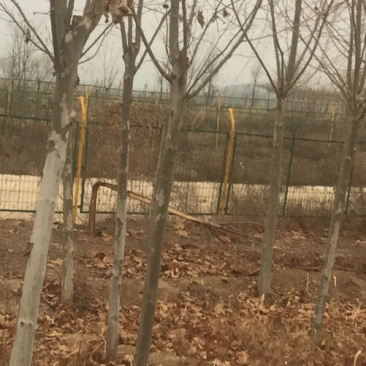 法桐自己的，没中介的，有实力的老板可以预订，一级货！