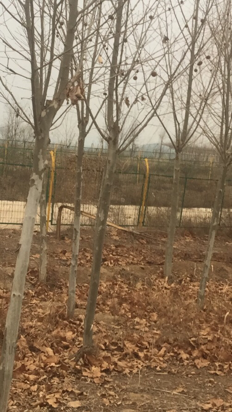 法桐自己的，没中介的，有实力的老板可以预订，一级货！