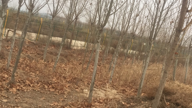 法桐自己的，没中介的，有实力的老板可以预订，一级货！