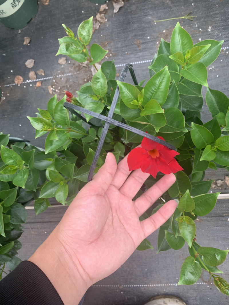 双喜藤，飘香藤，爬藤植物，
