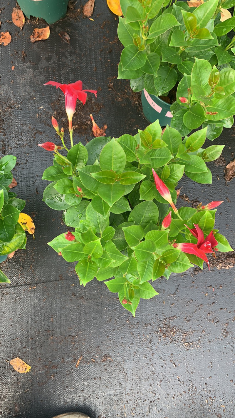 双喜藤，飘香藤，爬藤植物，