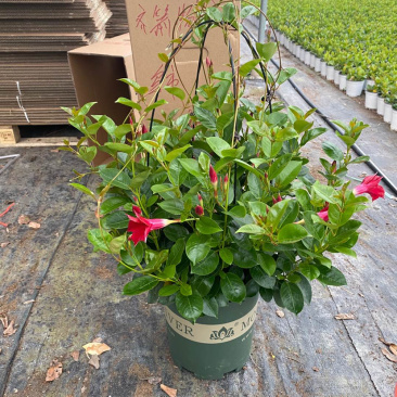 双喜藤，飘香藤，爬藤植物，