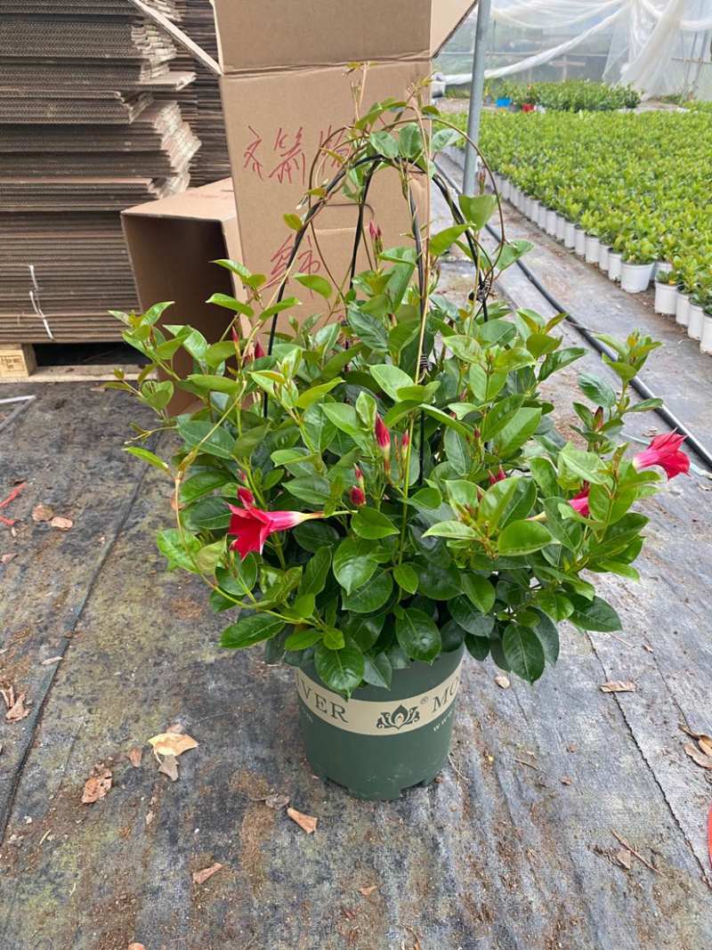 双喜藤，飘香藤，爬藤植物，