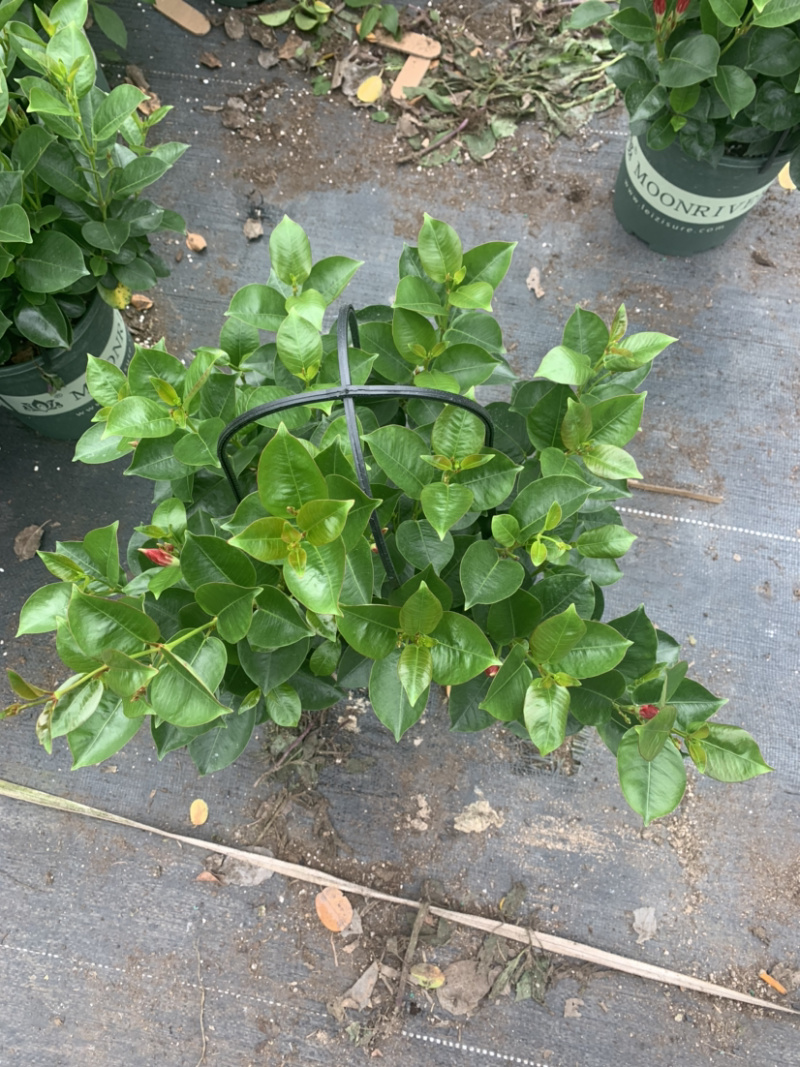 双喜藤，飘香藤，爬藤植物，