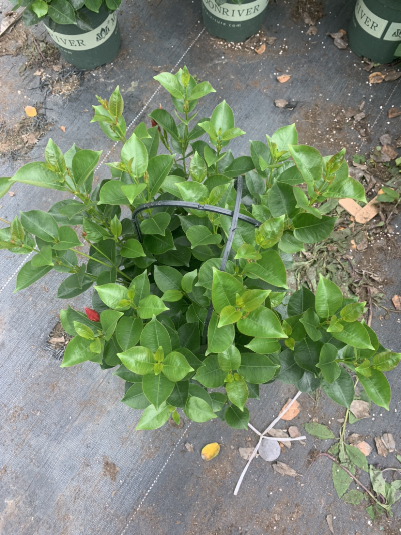 双喜藤，飘香藤，爬藤植物，