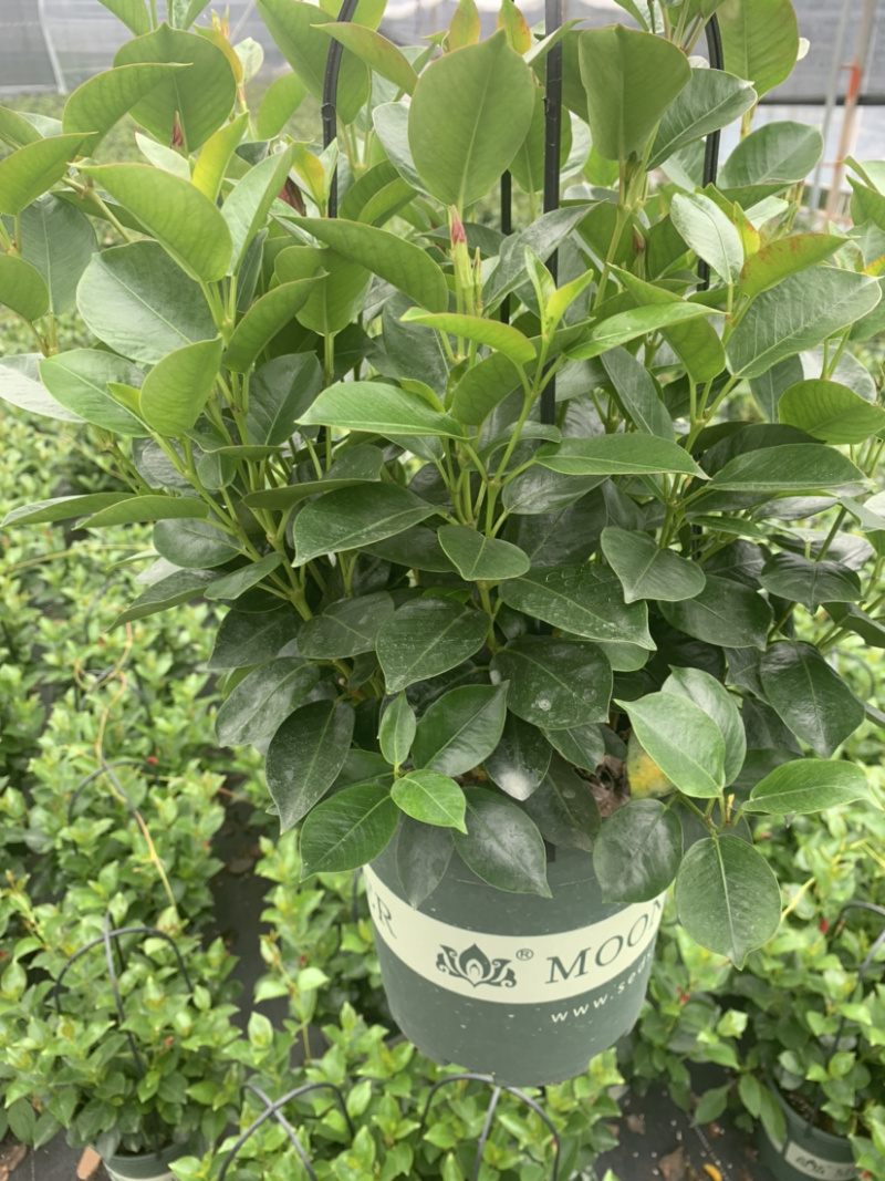 双喜藤，飘香藤，爬藤植物，